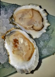 Island Creek oysters close-up - Cambridge, MA photo