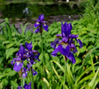 Iris au bord de l'étang - Jardins de Bagatelle