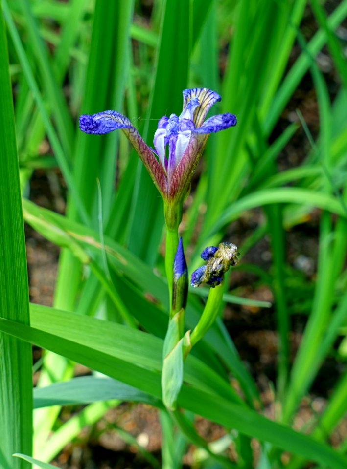 Iris chrysographes 'Inshriach' - Savill Garden - Windsor Great Park, England - DSC06474