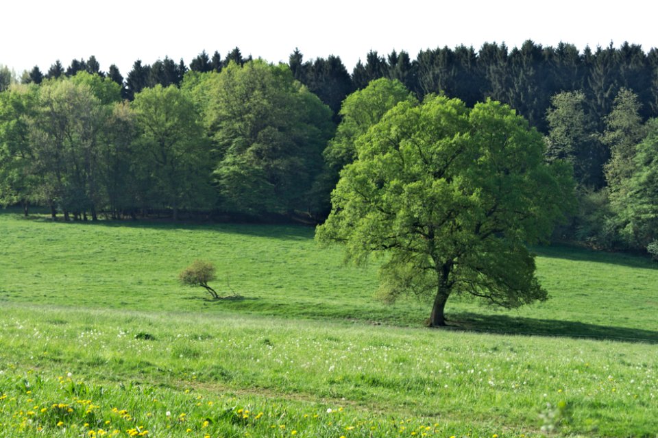 Irrlichtsweiher nature reserve (02)