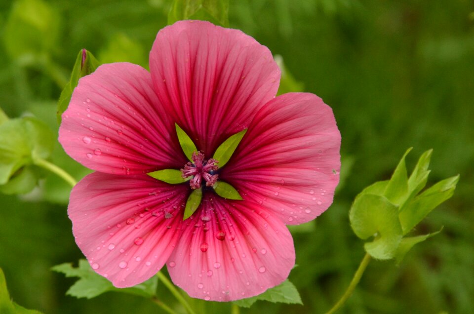 Hollyhock pink green