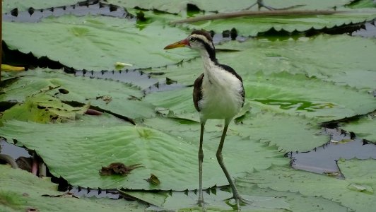 Jacana jacana 58325356