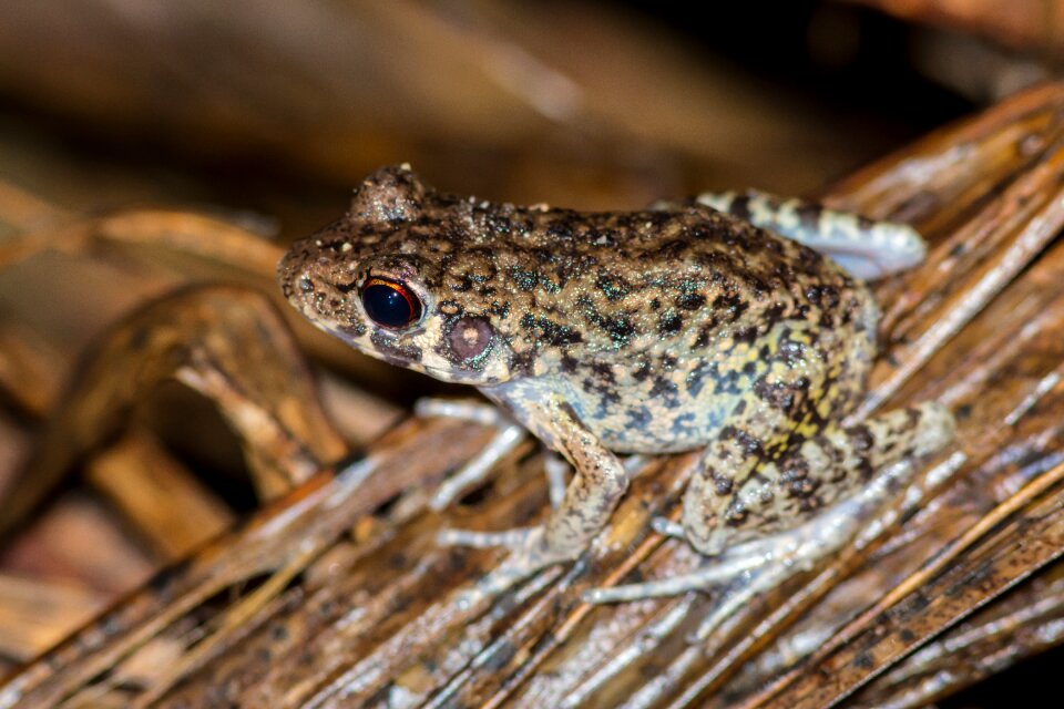 A small toad or frog wak amphibian sea save