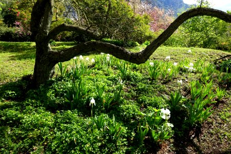 Irises - Giardino di Ninfa, Italy - DSC02873 photo