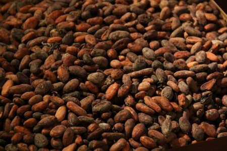 Roast chocolate cocoa beans
