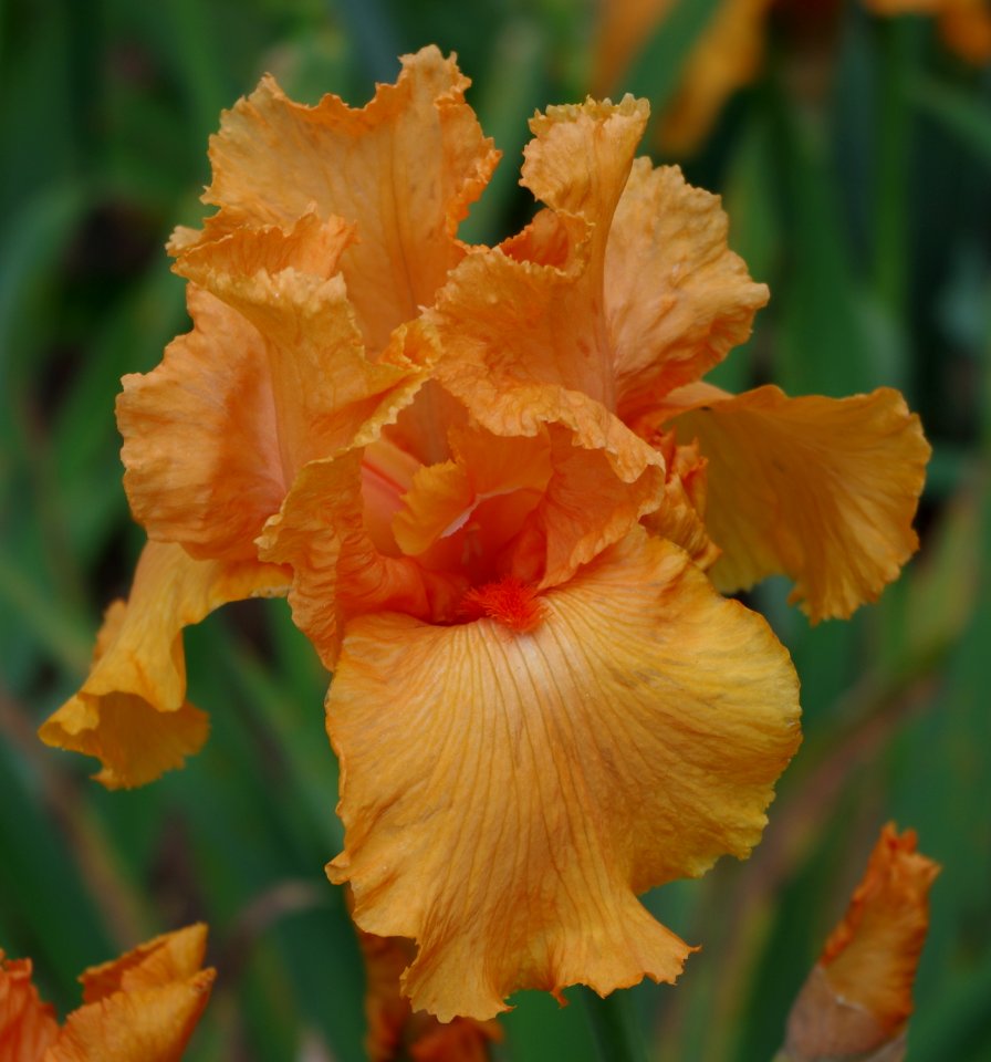 Iris flowers - Jardins de Bagatelle 39