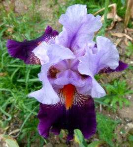 Iris mauve et violet Paris