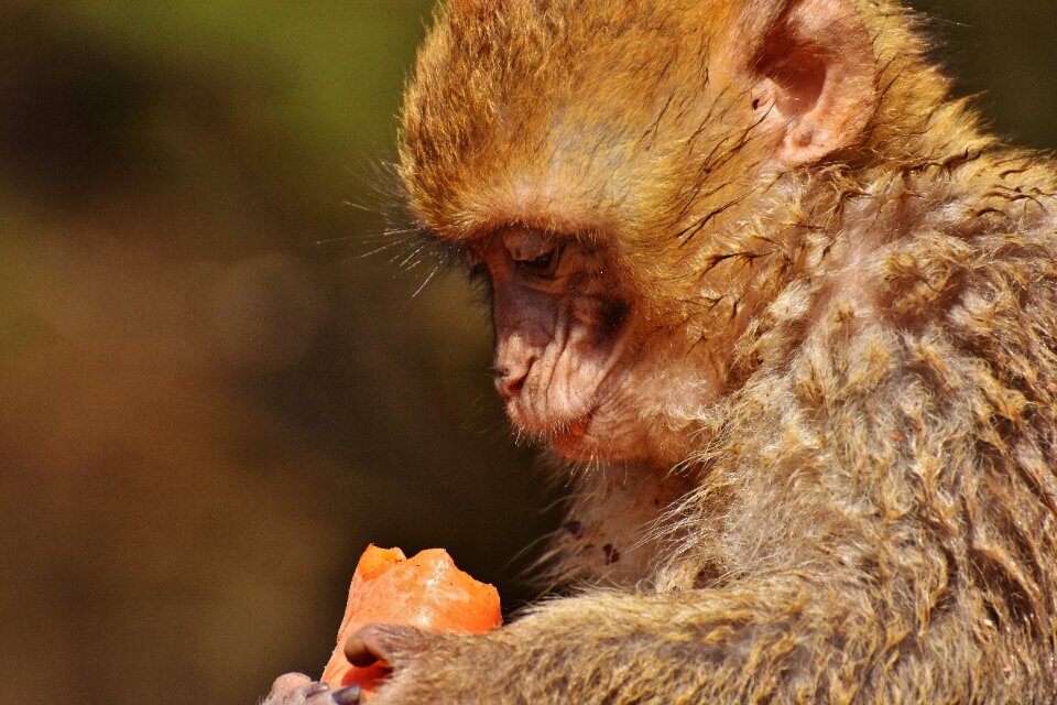 Cute endangered species monkey mountain salem