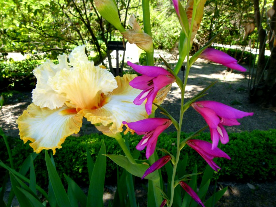 Iris au jardin botanique de Madrid