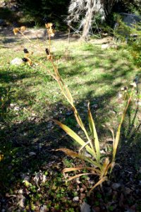 Iris domestica (Belamcanda chinensis) - Quarryhill Botanical Garden - DSC03796