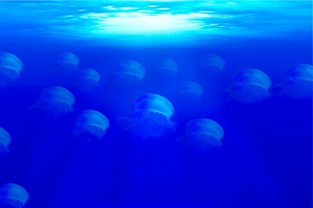 Seabed marine animal water