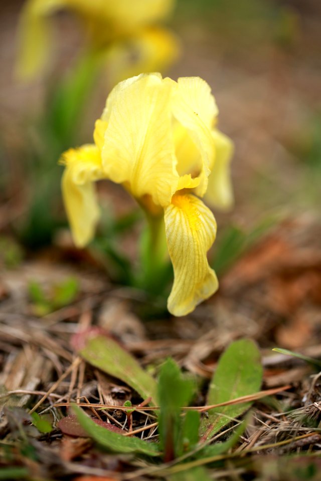 Iris au ras des pieds