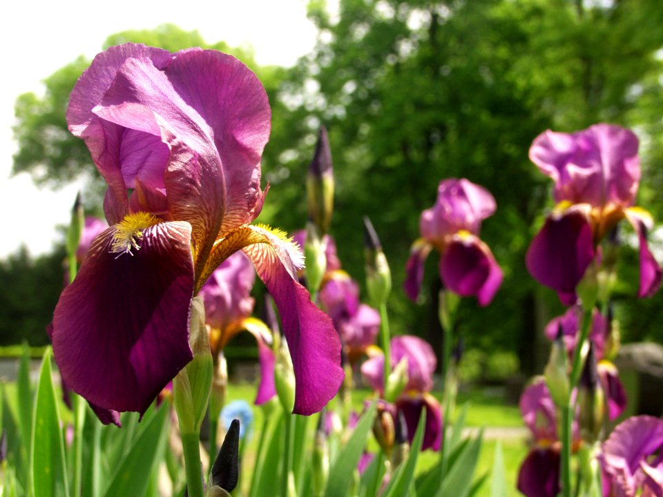 Iris, Highwood Cemetery, 2015-05-18, 01