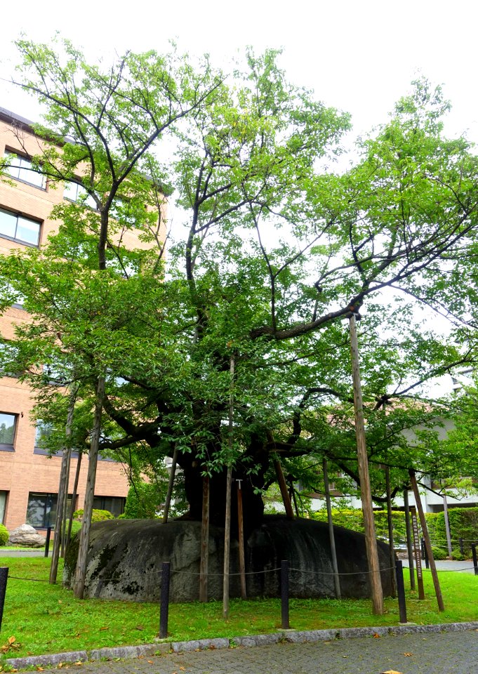 Ishiwari-zakura (Rock-splitting cherry tree) - Morioka, Iwate - DSC04022