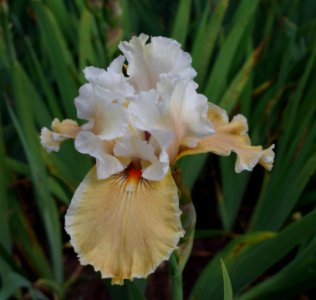 Iris - Jardins de Bagatelle 2