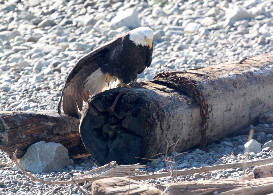Wildlife nature log