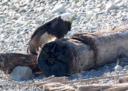Wildlife nature log