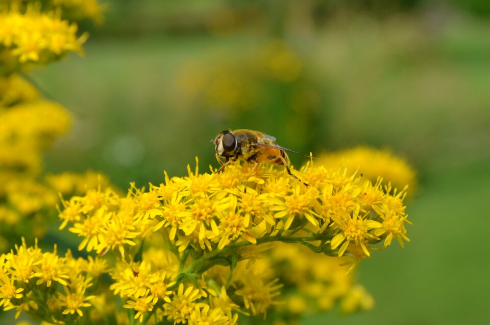 Yellow bug at pollen