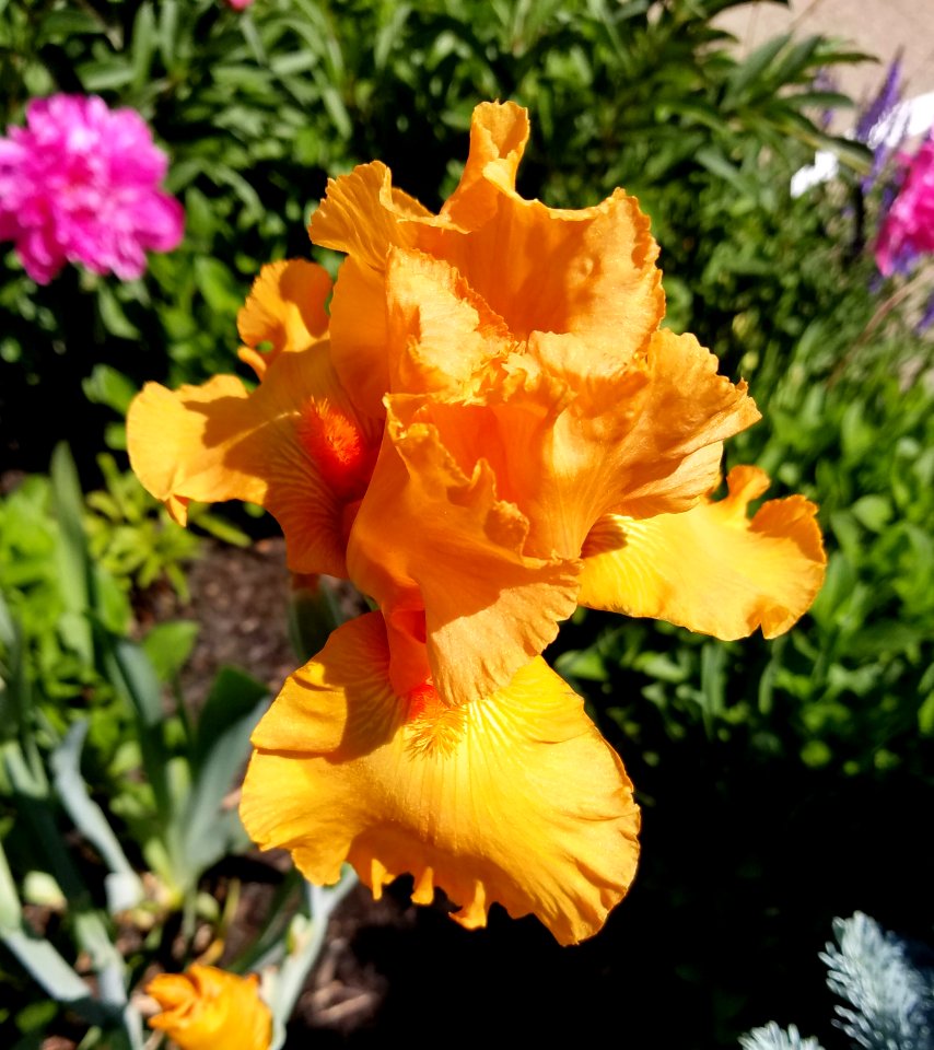 Iris 02 - Arlington, MA