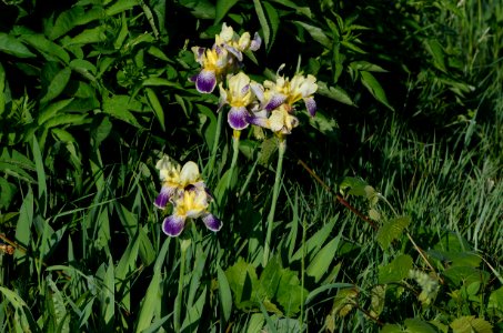 Iris versicolor Anthese photo