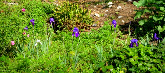 Irises - Giardino di Ninfa, Italy - DSC02906