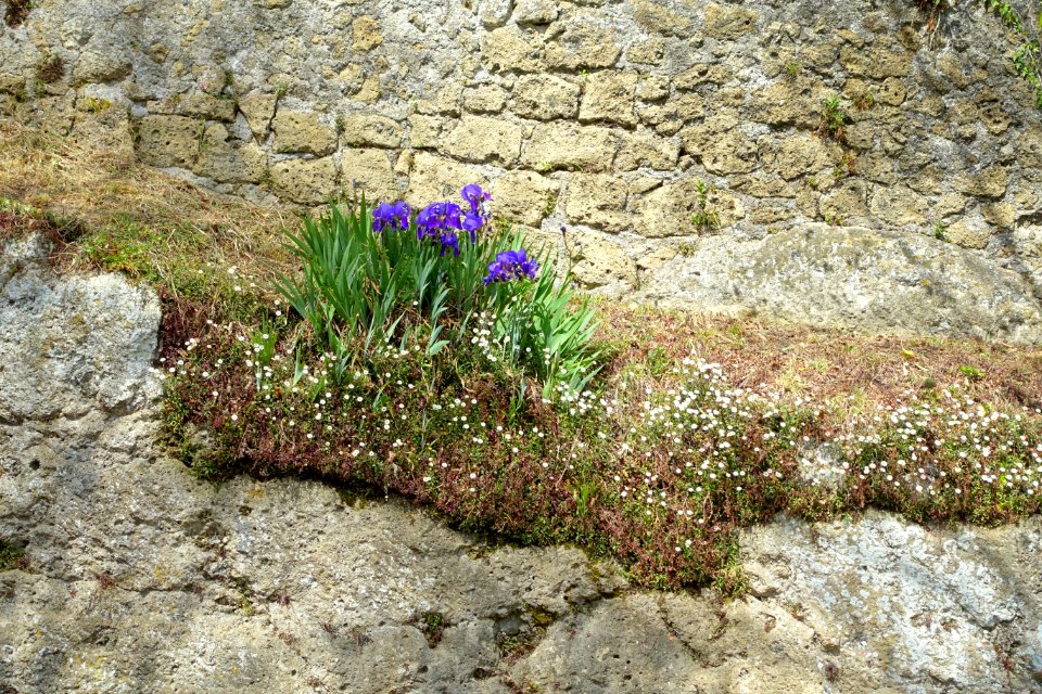 Irises - Caprarola, Italy - DSC02199