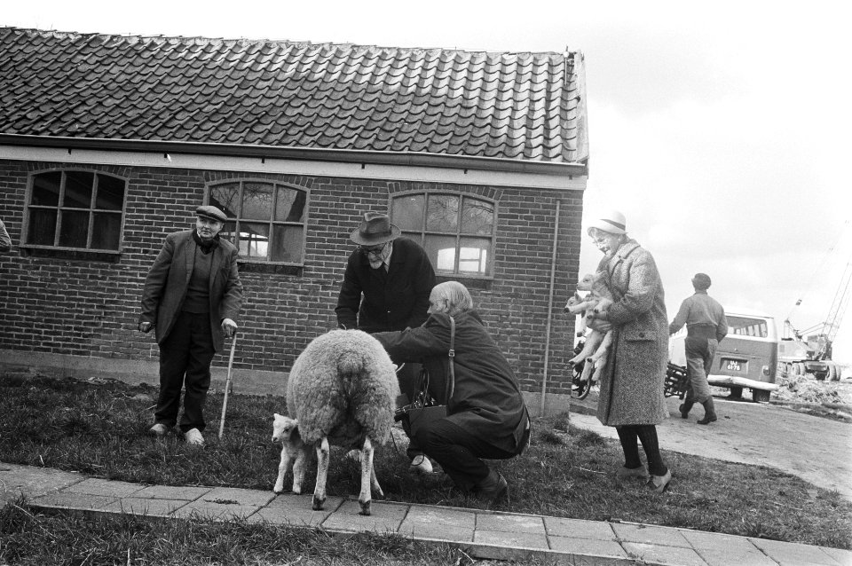 Inwoners van Katwoude verzamelen thuis huisdieren als schapen en lammeren om ze…, Bestanddeelnr 924-3969