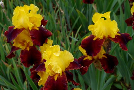 Iris flowers - Jardins de Bagatelle 33