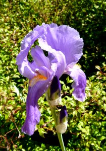 Iris Jardin botanique Madrid 3