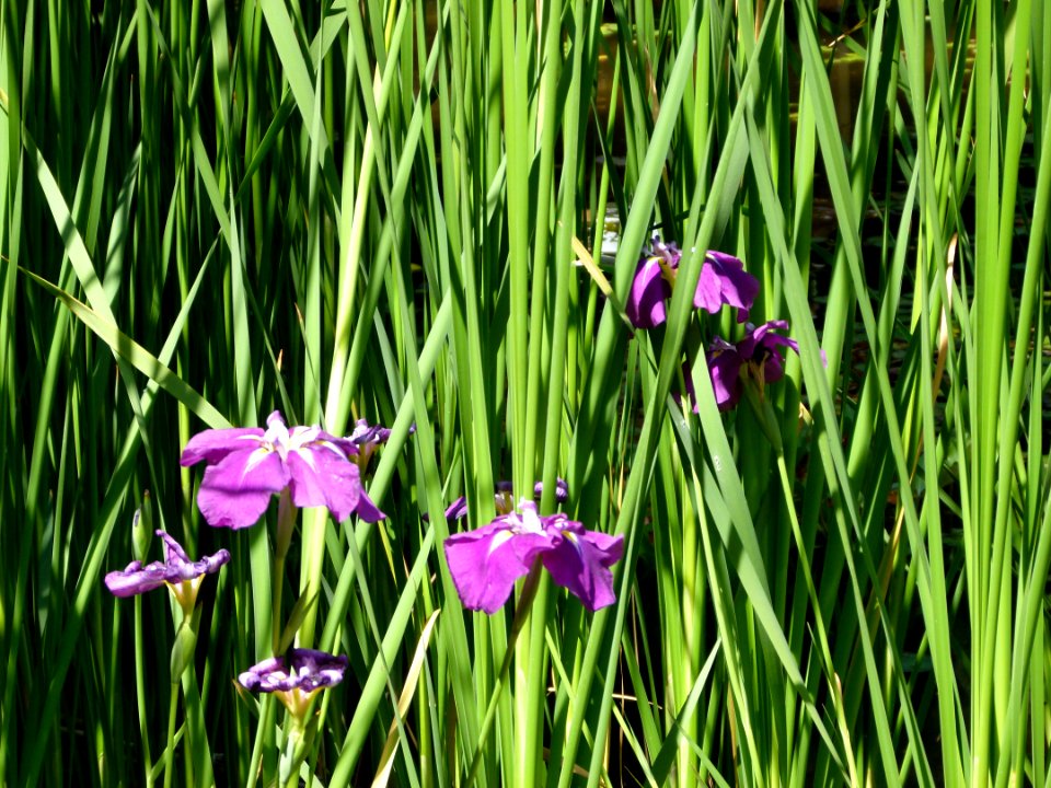 Iris au jardin Albert Kahn