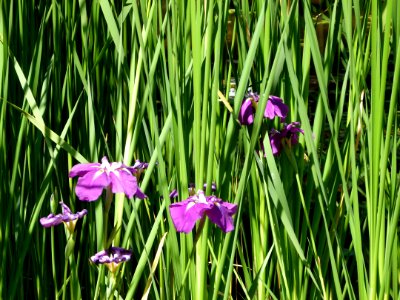 Iris au jardin Albert Kahn