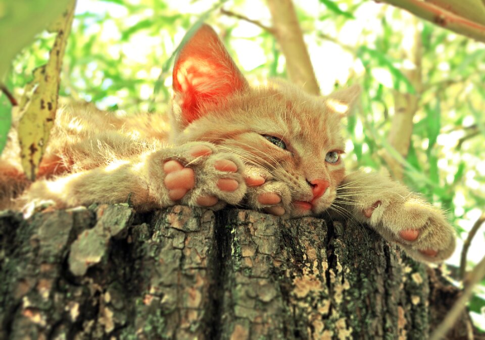 Rest redhat paws photo