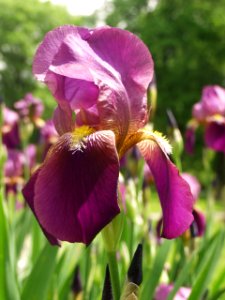 Iris, Highwood Cemetery, 2015-05-18, 02