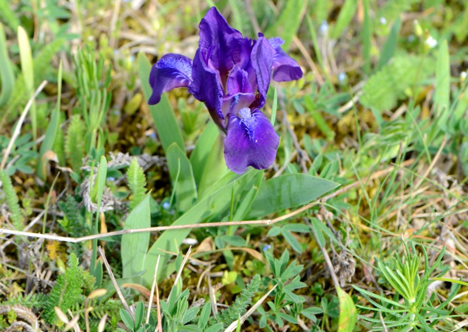 Iris pumila 03