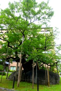 Ishiwari-zakura (Rock-splitting cherry tree) - Morioka, Iwate - DSC04024