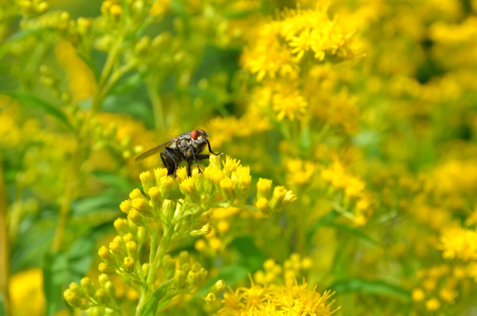 Yellow green flower