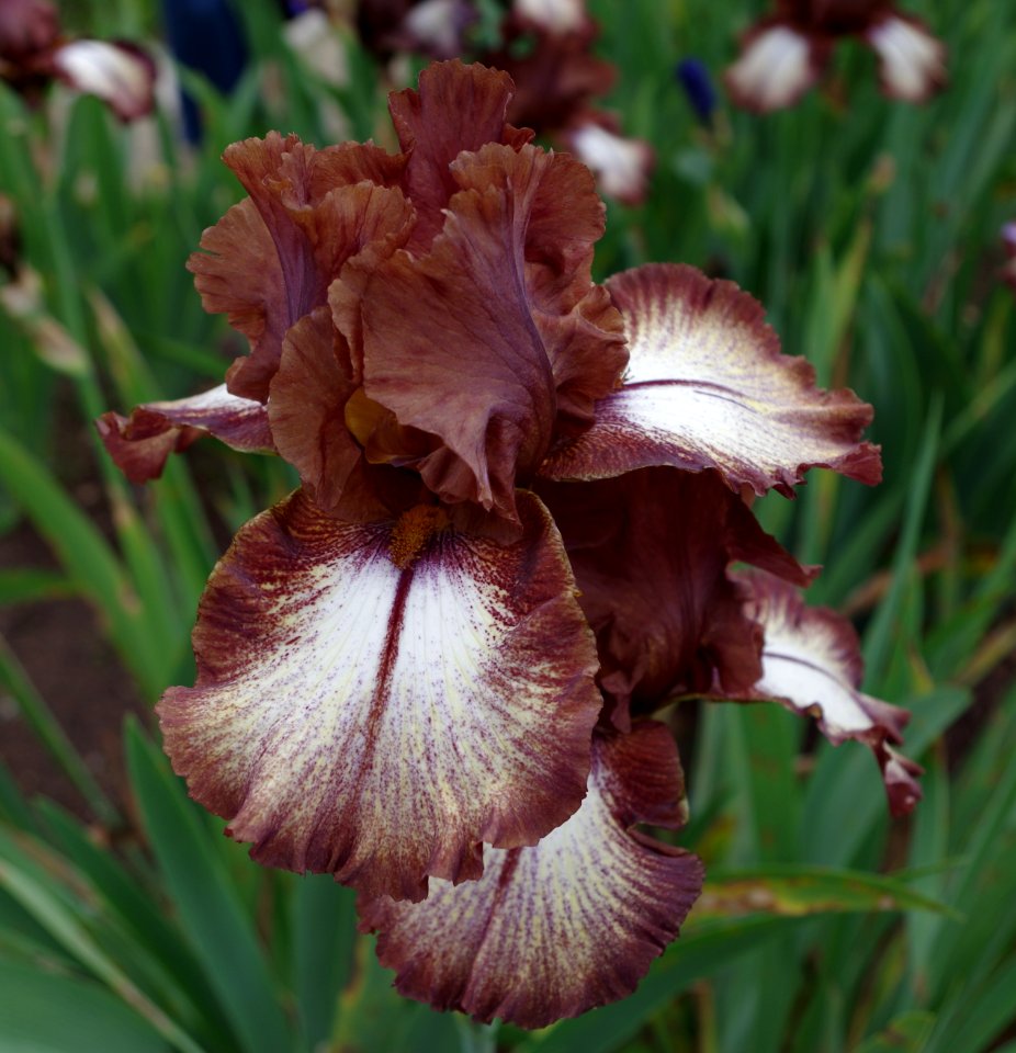 Iris flowers - Jardins de Bagatelle 2