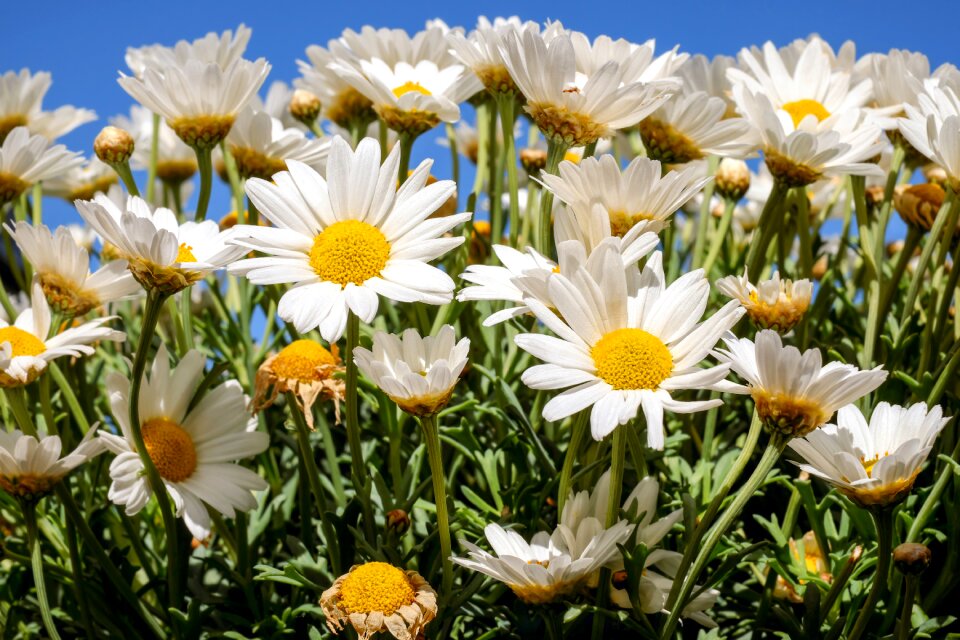 Bloom white yellow flowers