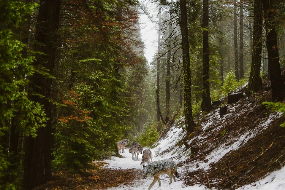 Nature carnivore trees