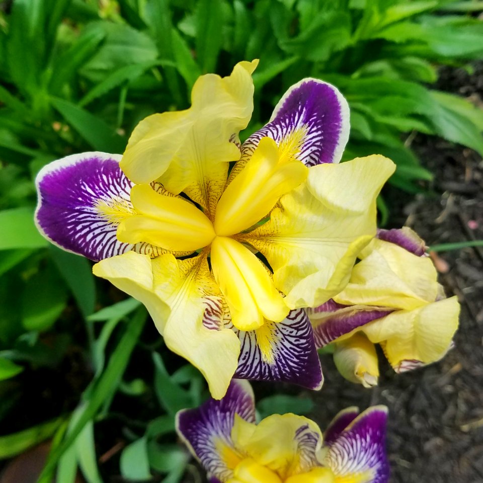 Iris 01 - Arlington, MA