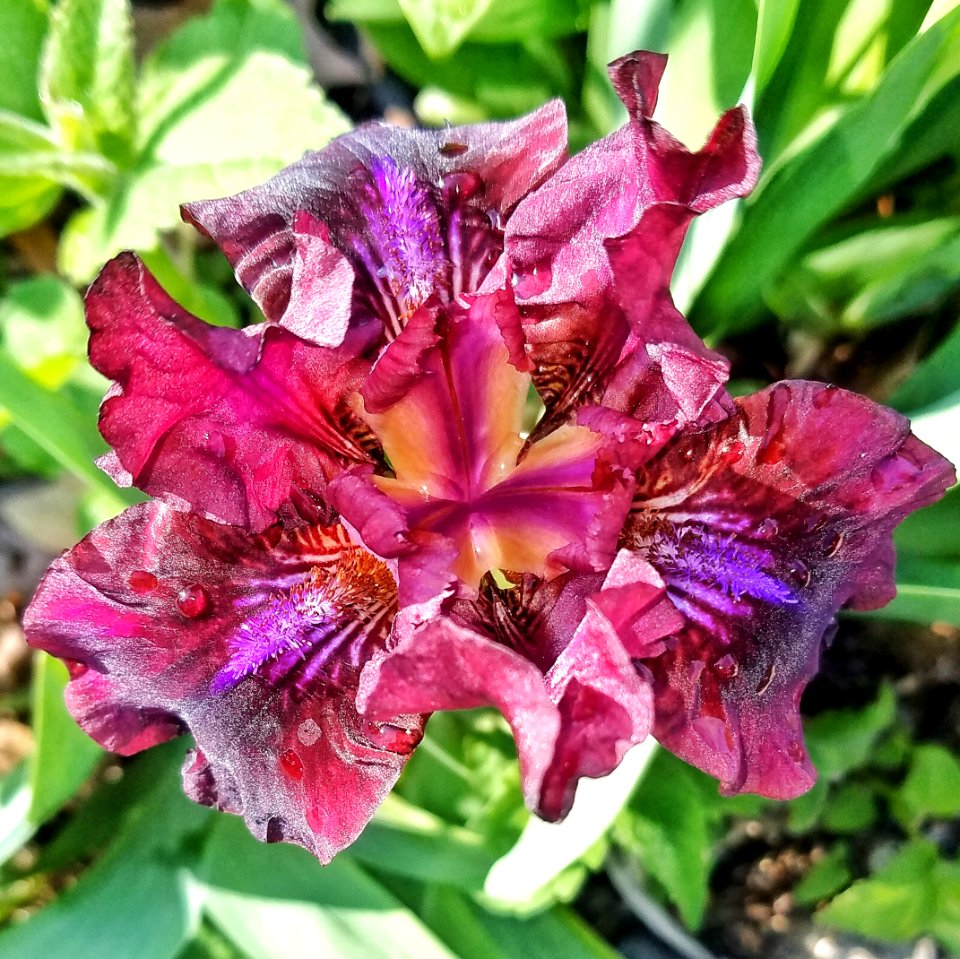 Iris - Arlington, MA
