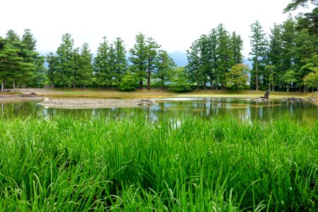 Iris garden - Motsuji, Hiraizumi, Iwate - DSC04423