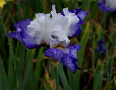Iris flowers - Jardins de Bagatelle b1