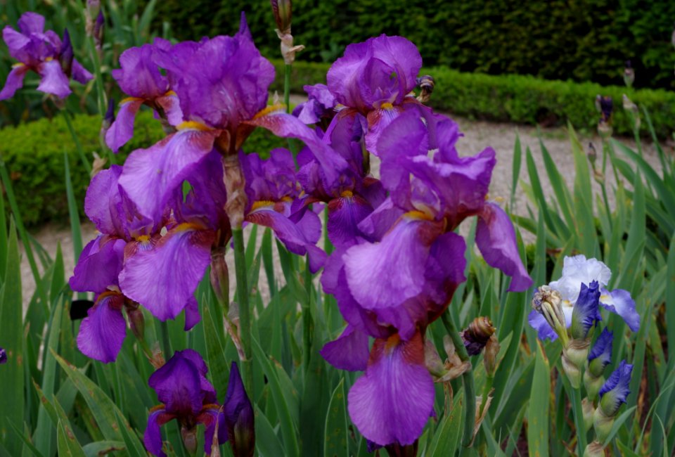Iris flowers - Jardins de Bagatelle 31
