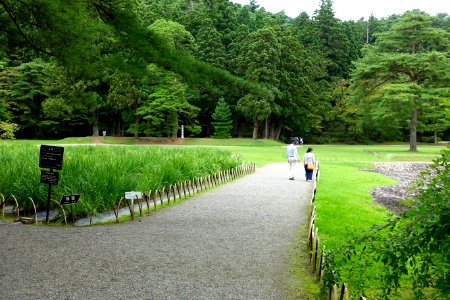 Iris garden - Motsuji, Hiraizumi, Iwate - DSC04412