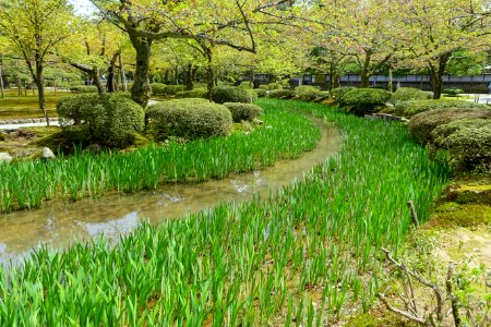 Irises - Kenroku-en - Kanazawa, Japan - DSC09730