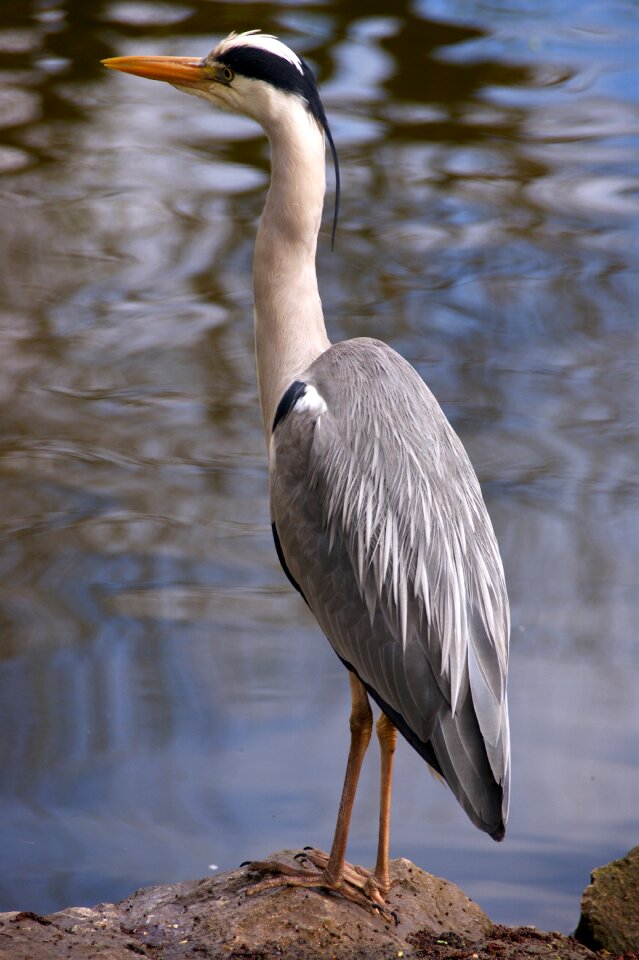 Bill animals pond