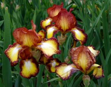 Iris flowers - Jardins de Bagatelle 20