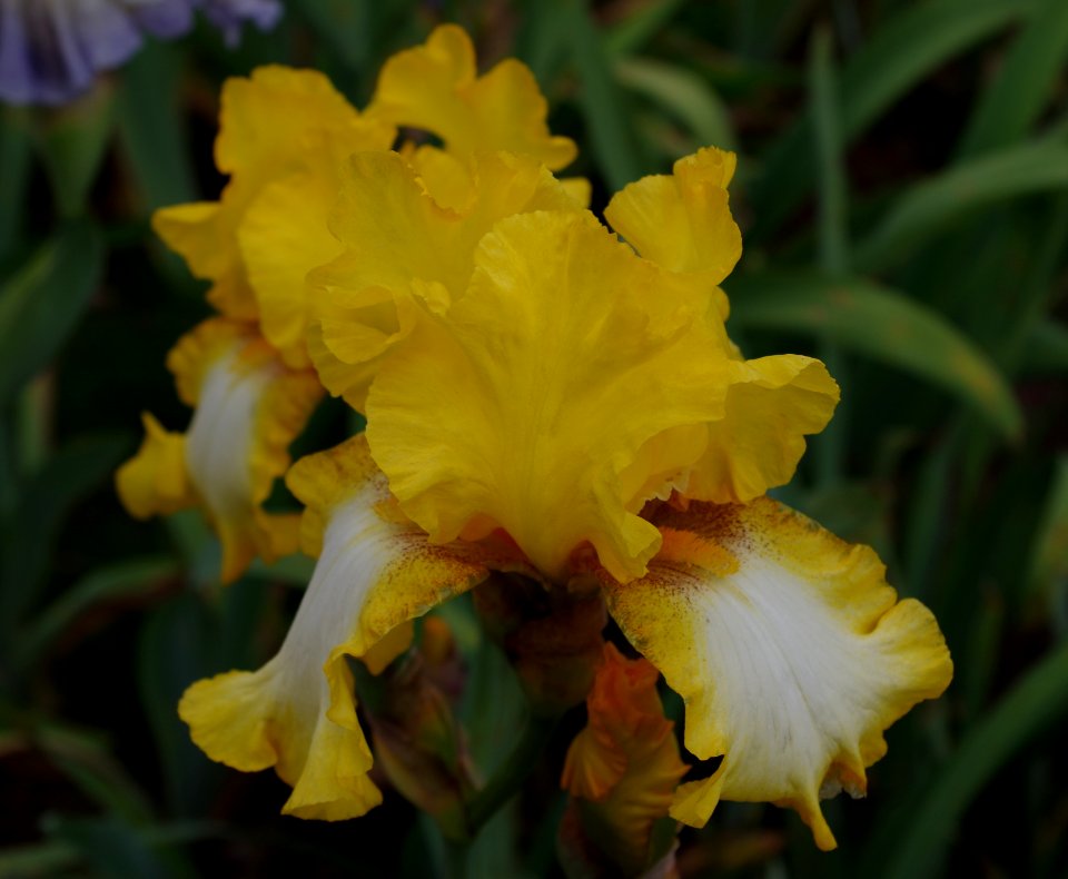 Iris flowers - Jardins de Bagatelle a6
