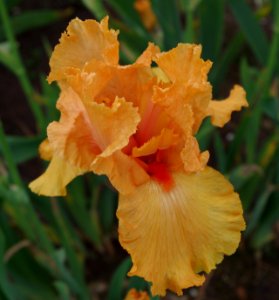 Iris flowers - Jardins de Bagatelle 4